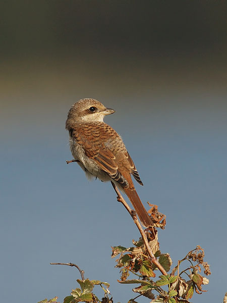 Pikkulepinkäinen, Red-backed Shrike, Lanius collurio